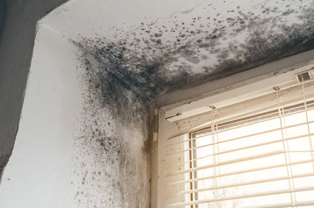 Affordable Crawl Space Mold Remediation solutions in Dublin, VA